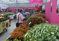 In de kleurrijke presentatie van PanAmerican Seed treffen we ook een uitgebreid kleurenpallet calibrachoa.